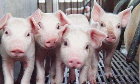 上半年猪养殖企业注册量下降31%   我国现存养猪企业37.65万家