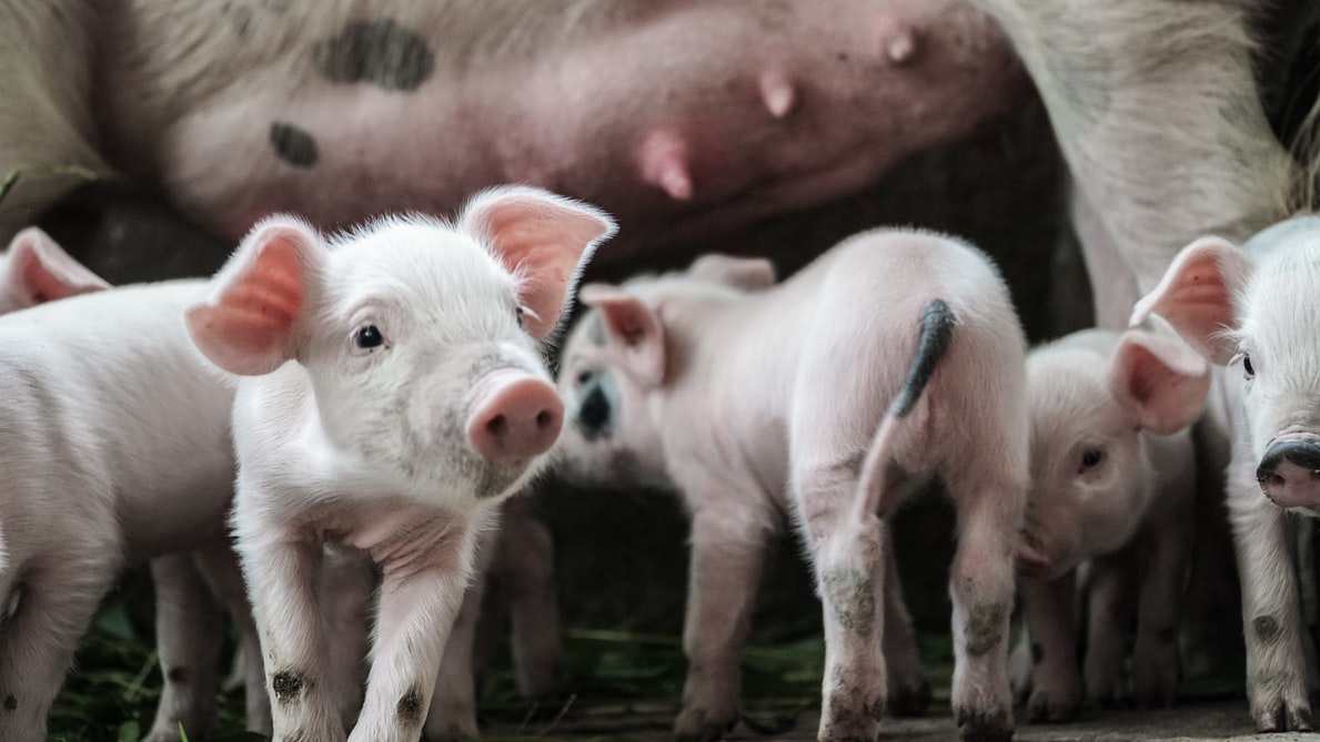 专家：生猪价下半年不具大涨基础？猪肉价格到底会向何处去？这件事我们到底该怎么看又该怎么判断呢？