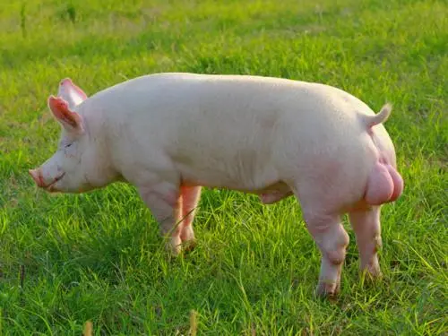 收藏！种公猪的营养需求和繁殖障碍管理方案汇总