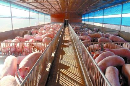 养猪场中必备供暖、降温、消毒、清洁等设备，你的猪场都有吗？
