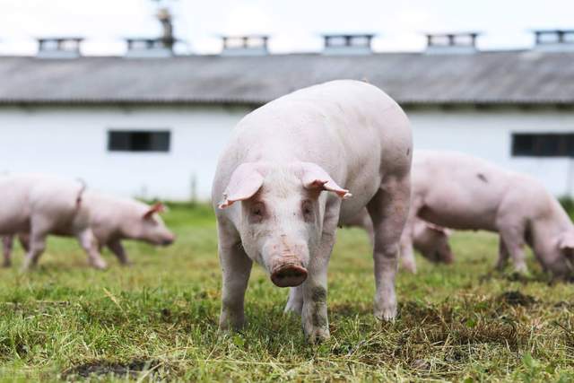 8月5日生猪价格“探底”，猪场再迎一次大考？养猪户需高度警惕