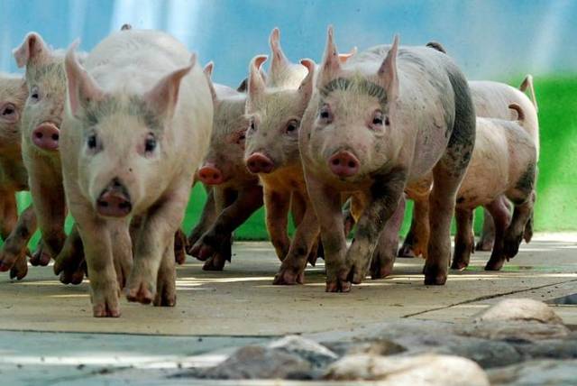 海南智农牧业打造的三亚首个智能化生态生猪养殖基地投运