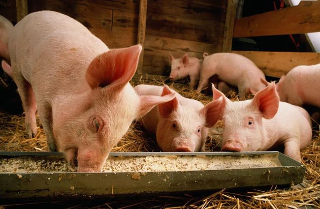 猪感染口蹄疫后，排毒量大，传播快，该如何预防呢？
