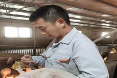 他洗过的猪圈睡觉都行，对于养猪，他是这样做的