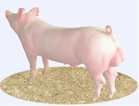 常见猪场引进种猪的几大误区，你知道几个？