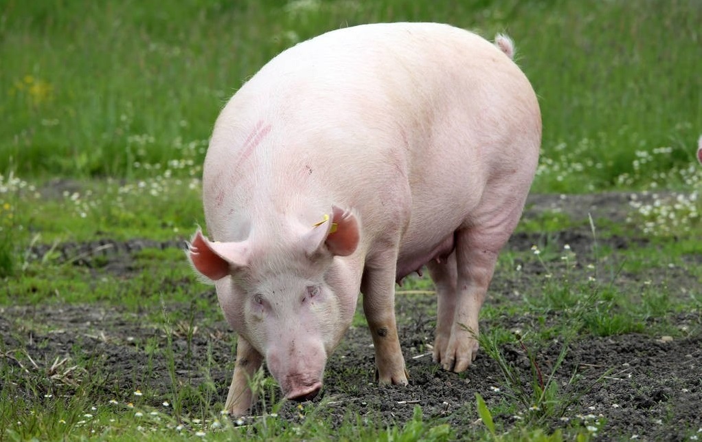 智能养殖：生猪行为研究及其应用，对实现养殖过程智能控制，是我国生猪养殖转型升级的关键