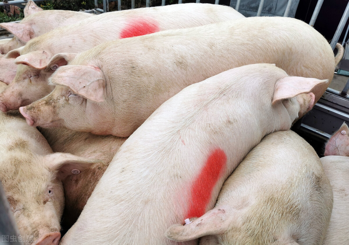 6部门发声，养猪行业重大变革，对散养户有哪些影响？给你分析一下你就知道了