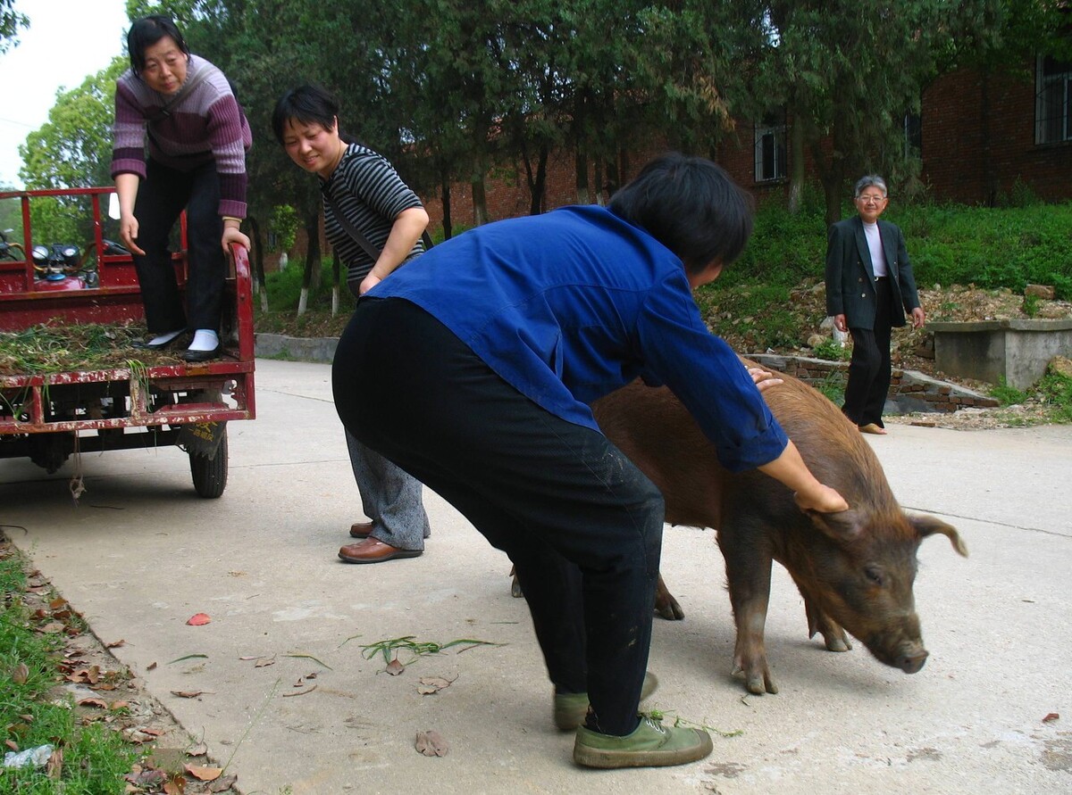 6部门发声，养猪行业重大变革，对散养户有哪些影响？看完有数了