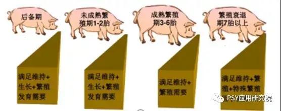 母猪产前1个月就开始攻胎，100%错误