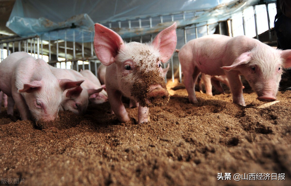 山西：上半年生猪出栏价格下跌