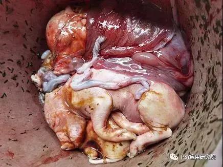 母猪产前1个月就开始攻胎，100%错误