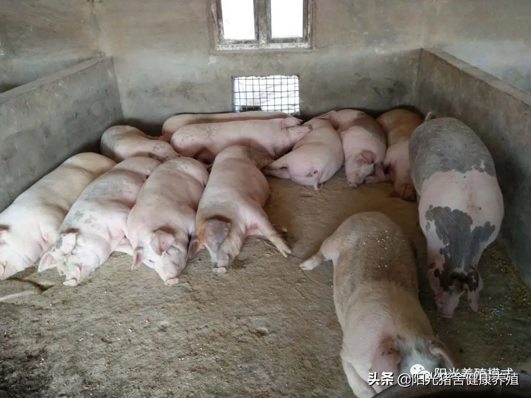 养猪注意什么意思 养猪要注意些什么?