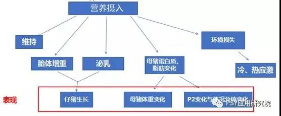 母猪产前1个月就开始攻胎，100%错误