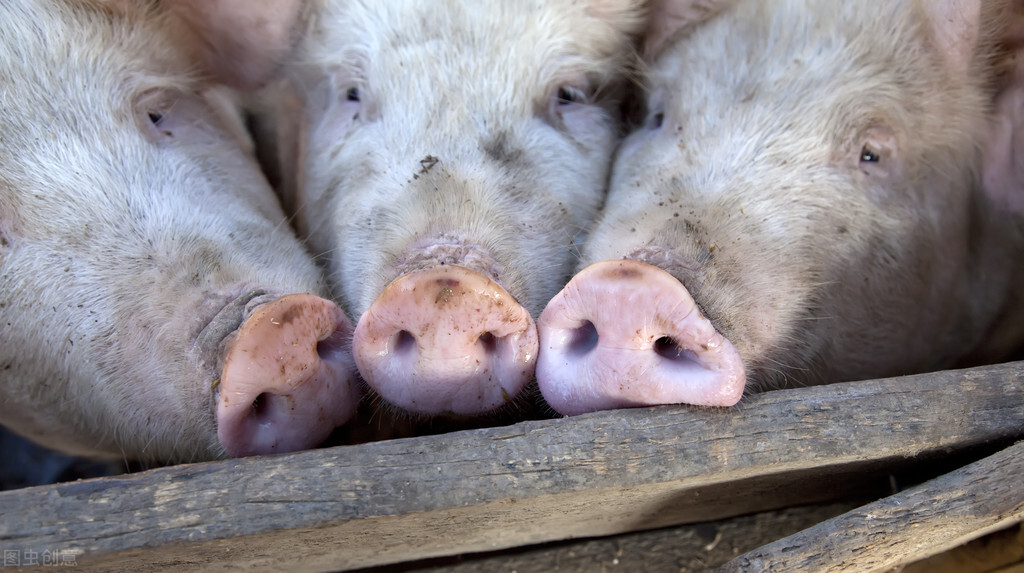 夏季哺乳母猪饲养管理