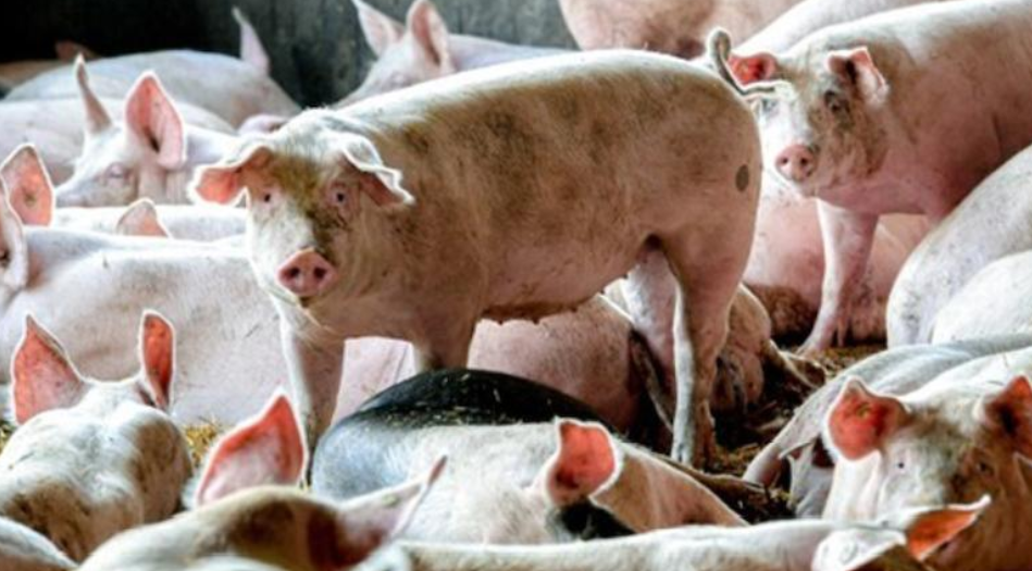 继今年5月之后，韩国一养猪场再次检出非洲猪瘟感染案例