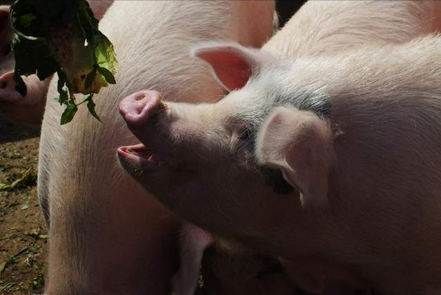 夏季炎热，如何提高母猪采食量？
