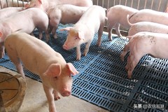 饲料大涨300，猪价上涨艰难养猪连月亏损！养猪人：我好难啊