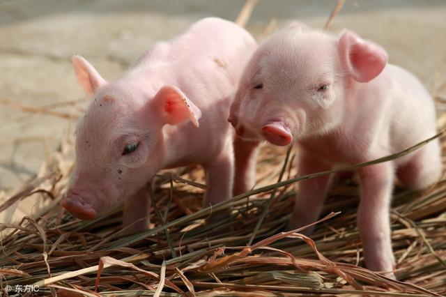 傲农生物涨停收盘，收盘价8.92元！养猪、饲料、动物保健概念热股