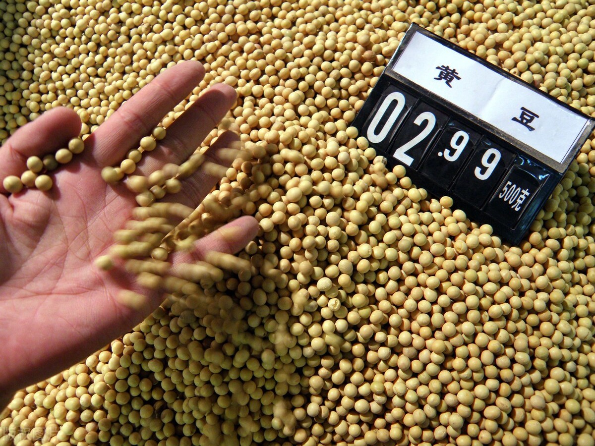 巴西大豆被买光，只能回头进口美国大豆？为啥有了订单却让它后悔