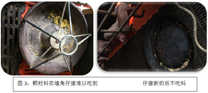 “四步走”提高哺乳仔猪成活率，附详细解决方案
