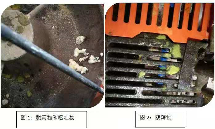 “四步走”提高哺乳仔猪成活率，附详细解决方案