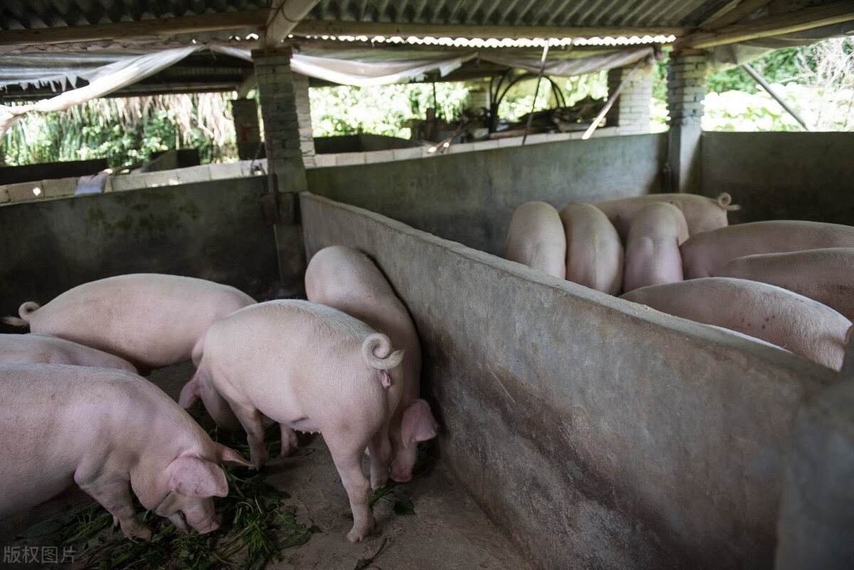 农村散养猪场能不能多赚钱？