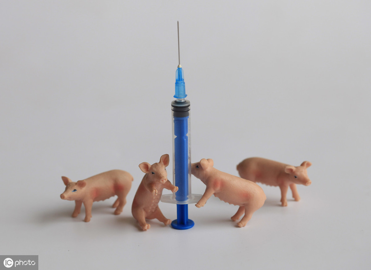 替抗功能性添加剂需求爆发，生猪养殖要如何面临新一轮的挑战？