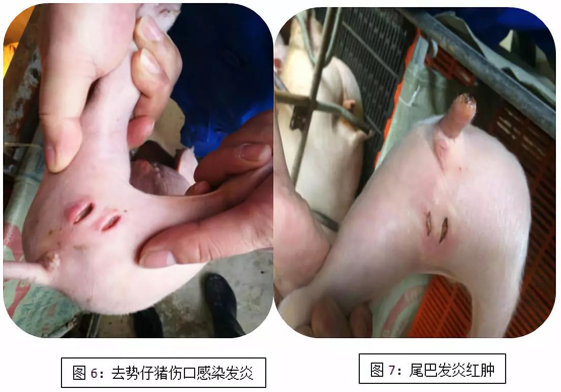 “四步走”提高哺乳仔猪成活率，附详细解决方案