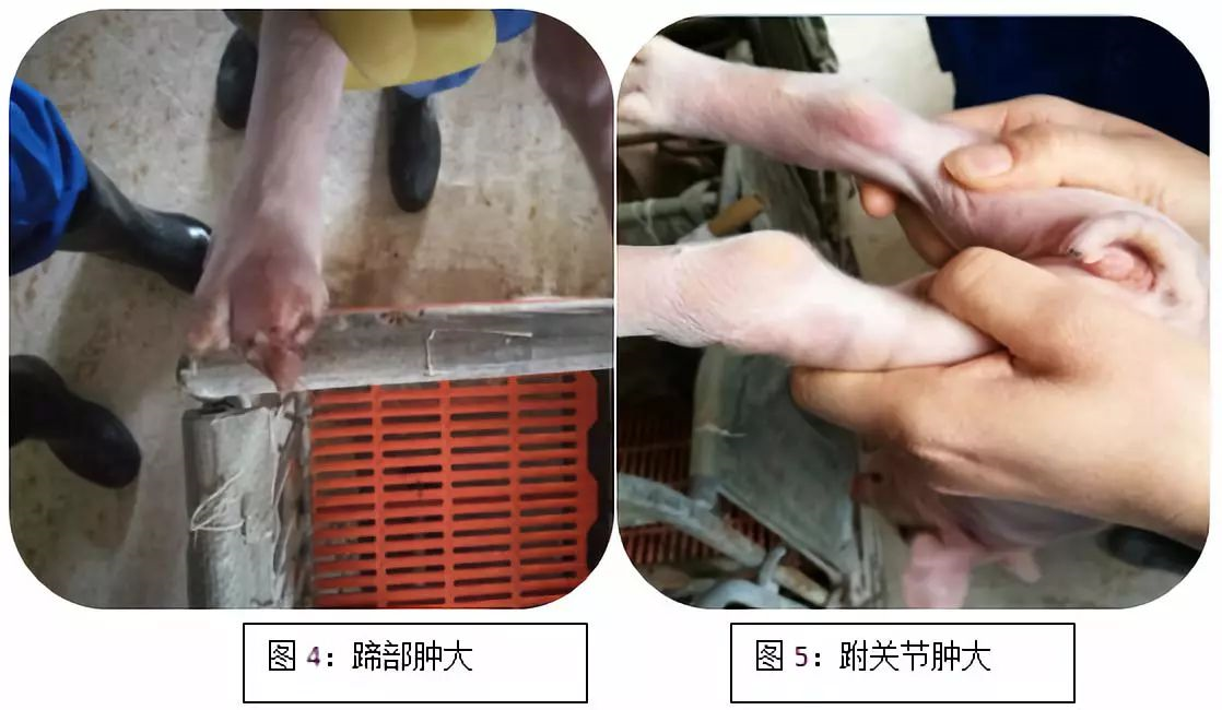 “四步走”提高哺乳仔猪成活率，附详细解决方案