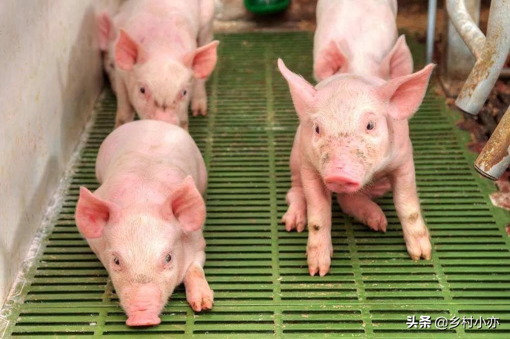 养猪人要知道的是：猪生长最快，最省料的适宜温度