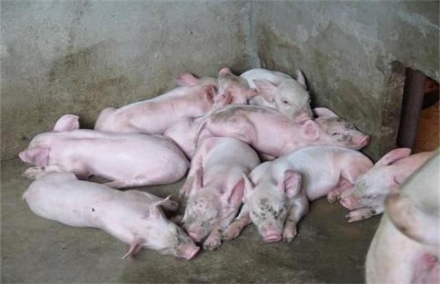 知识分享：猪缺钙，是最容易被误诊的猪病之一