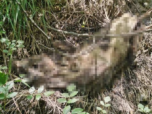 好好的猪咋就死得只剩三头？山阳县畜牧中心：排除猪瘟