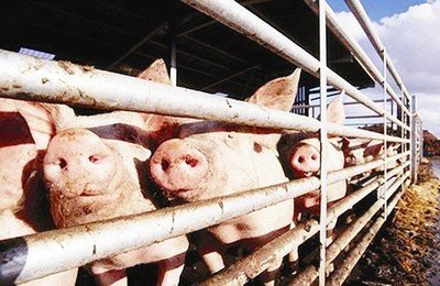 高利润时代已过去？一头生猪亏损达近千元、6月底生猪存栏近4.4亿头.