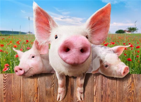 东北地区集中抛售   养猪人需稳住心态