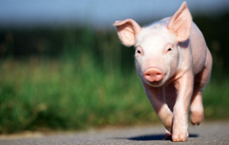 任何年龄生猪皆有可能感染的皮肤病，快来学习预防和治疗