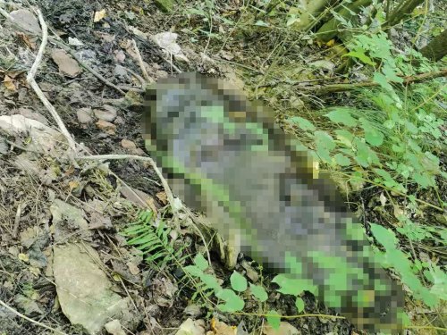 好好的猪咋就死得只剩三头？山阳县畜牧中心：排除猪瘟