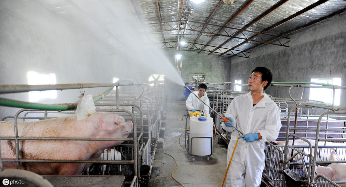 猪场生物安全不宜做得太过度，应该适当做“减法”