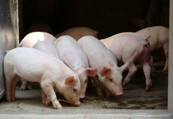 好消息！大理祥云新增一个国家级生猪养殖标准化示范场