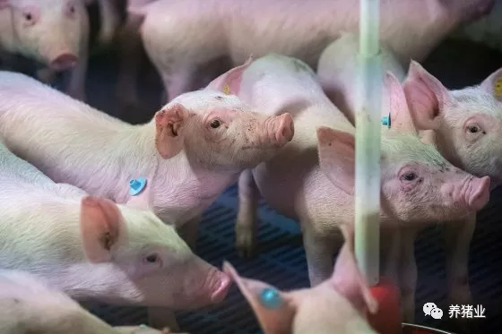 猪在夏季为什么容易爆发回肠炎？从管理和营养两个方面进行综合防控