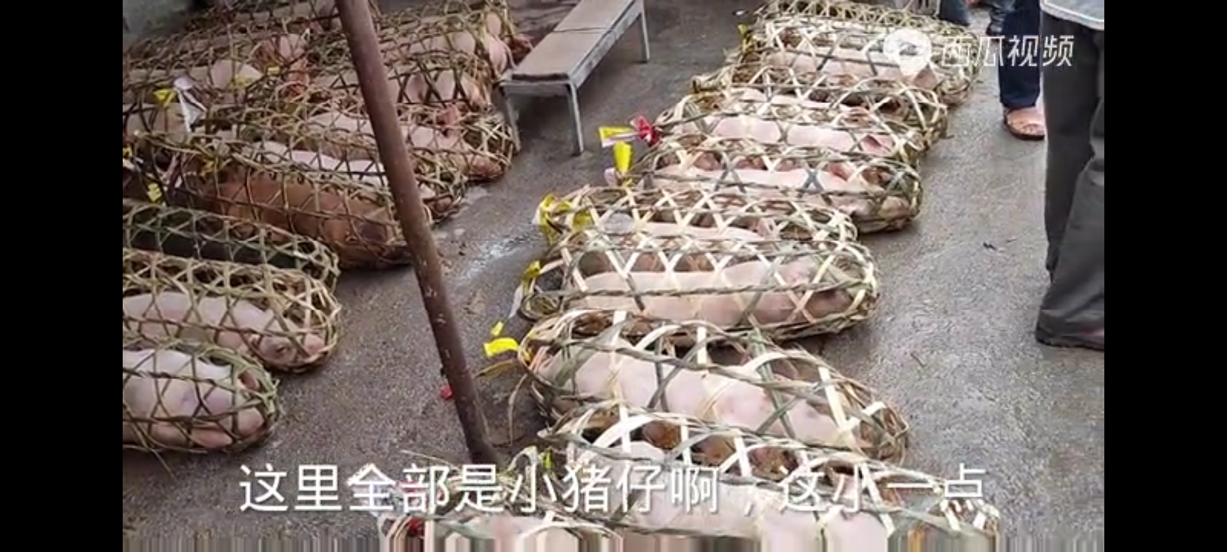 8月13日15公斤仔猪价格：养猪巨亏！杀母猪摔小猪，猪业是咋啦？