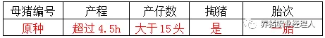 母猪护理