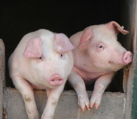 安徽怀远天健种猪场负责人钮辉：经历了很多轮猪周期但养猪的初心不变