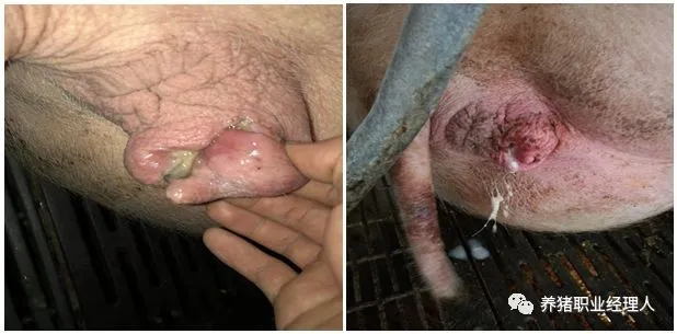 母猪护理