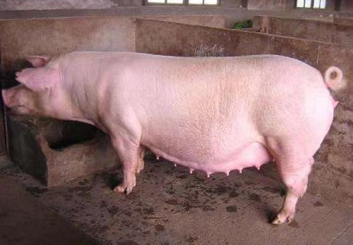 母猪怀孕95天发育图片图片