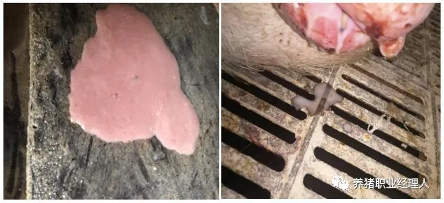 母猪护理