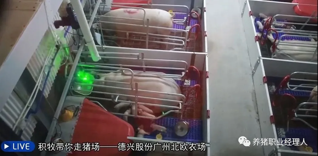 母猪护理