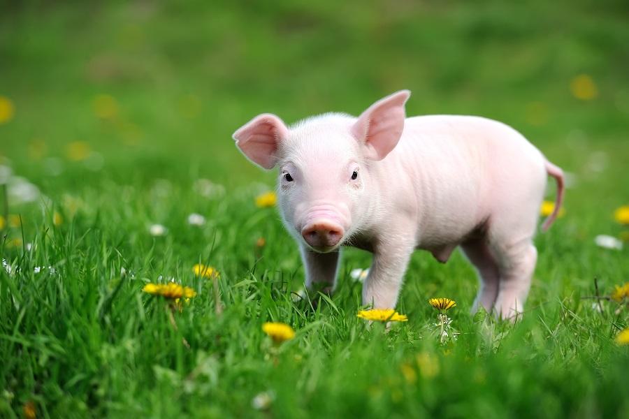 在养猪亏损的大背景下，养殖户该咋办？