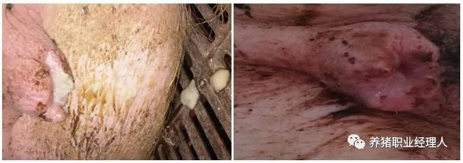 母猪护理