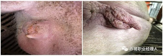 母猪护理