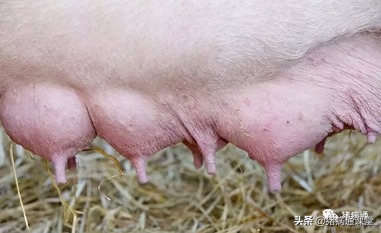 母猪产后无奶怎么回事，如何解决？